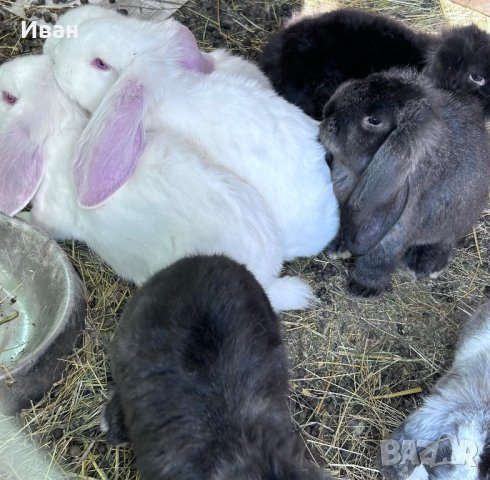 Кочовати зайци, снимка 5 - Други - 44349892