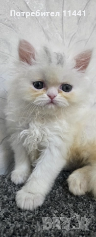 Персийско котенце