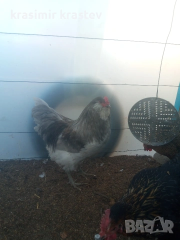 продавам петлета амераукана, снимка 3 - други­ - 53073462