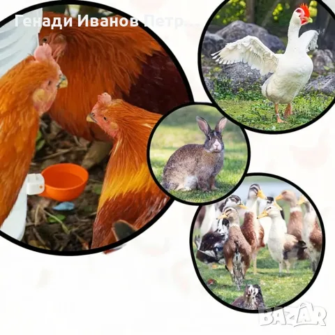 Автоматична поилка за птици, 5 бр., снимка 10 - За птици - 56089438