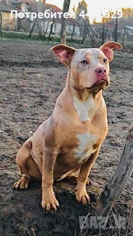 Американско Були XL, снимка 5 - Американски стафордширски териер - 53671438