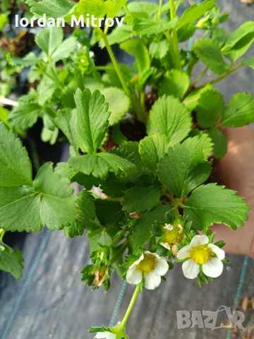 Ягоди и малини, снимка 5 - Разсади - 52070916