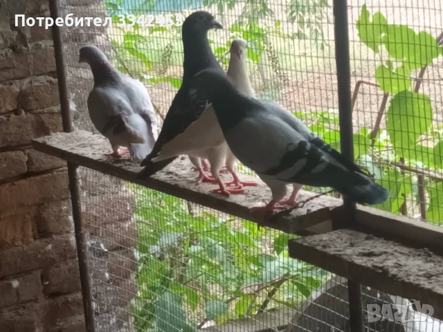 Пощенски гълъби