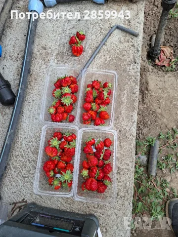Пресни,вкусни ягоди, снимка 3 - Разсади - 56084896