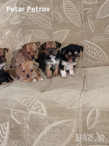 Мини пинчер чихуахуа