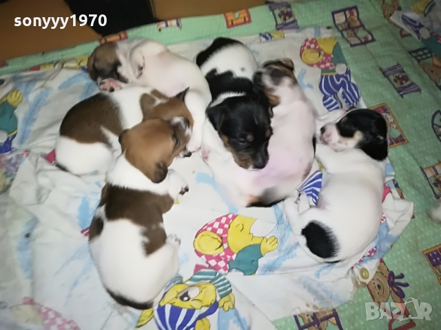 ДЖАКЧЕ-ЖЕНСКО 5 МЕСЕЦА БОНБОН 1103222003, снимка 7 - Джак ръсел териер - 36073476