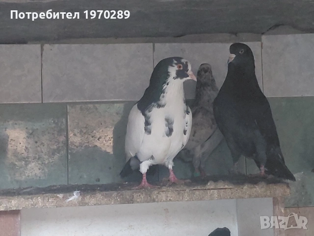 Пазарджишки