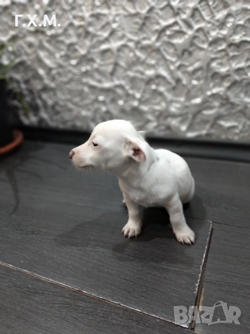 Джак ръсел , снимка 14 - Джак ръсел териер - 52470681