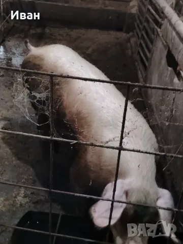 Прасе.       .. 