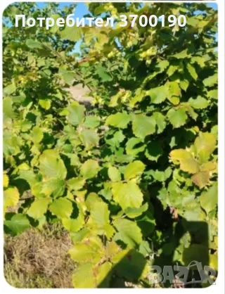 Продавам лешникова градина, снимка 2 - Земеделска земя - 52486095