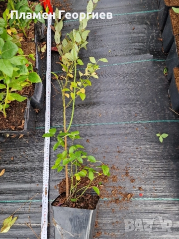 раздад боровинки , снимка 12 - Разсади - 51913927