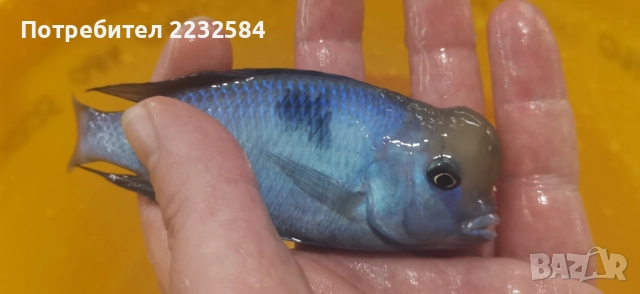 Рибки Африкански цихлиди, снимка 2 - Рибки - 26356241