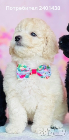 Мини пудел, снимка 2 - Пудели - 53689392