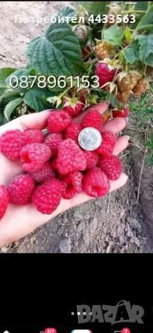 Разсад ягоди и малини , снимка 6 - Разсади - 49802437
