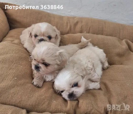 Пекинез, снимка 1