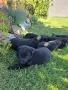 Продавам черни немски овчарки, снимка 4