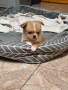 Продавам чихуахуа, снимка 1
