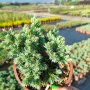 Juniperus squamata 'Blue Star', Хвойна Синя Звезда, снимка 7