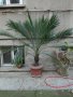 Продавам "Финикова" палма, снимка 1 - Стайни растения - 38726522