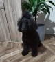 Mini poodle/Мини пудел , снимка 13