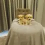 Малтипу малтипу , снимка 8