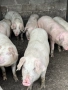 Свободни!! Домашни Прасета, снимка 6