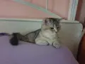 Британски красавец , снимка 4