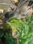 Коте на около два месеца търси дом, снимка 4