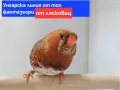 продавам изложбени зеброви амадини, снимка 5