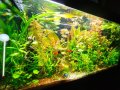 Аквариумни растения , имам и за езеро, снимка 17