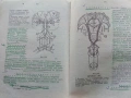 Анатомия на Човека-учебник записки - Т.Тодоров,И.Стоянов - 1979г., снимка 5