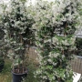 Вечнозелен жасмин , снимка 3