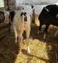 Продавам 5 Мъжки Телета, снимка 1