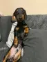 късокосмест мини дакел , снимка 10