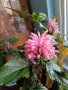 Юстиция - Якобиния розова, жълта и Beloperone Guttata, снимка 1 - Стайни растения - 40933420
