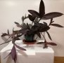 Традесканция /Tradescantia Pallida Purple Heart/, снимка 2