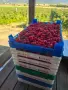 Продавам плод малини, снимка 1