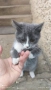Сиво малко котенце си търси дом, снимка 3