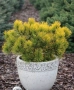 Pinus mugo Dezember gold(Клек Декемврийско злато), снимка 2