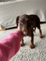 Чистокръвно кафяво доберманче, снимка 5