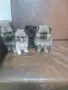 померани мъжко и женско, снимка 2