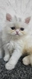 Персийско котенце, снимка 1