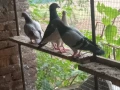 Пощенски гълъби, снимка 1
