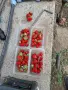 Пресни,вкусни ягоди, снимка 3