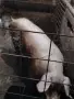 Прасе.       .. , снимка 1