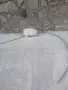 Mini Pomeran Momce, снимка 12