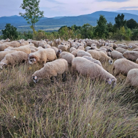 стадо Реплянски овце , снимка 6 - Овце - 44596836