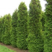 Западна Туя Брабант - Thuja occidentalis Brabant, снимка 4 - Разсади - 41981804