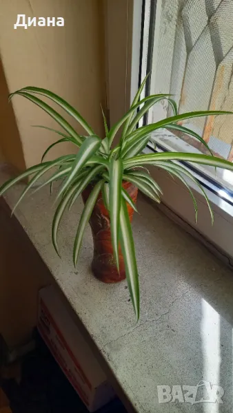 Хлорофитум в декоративен съд, снимка 1