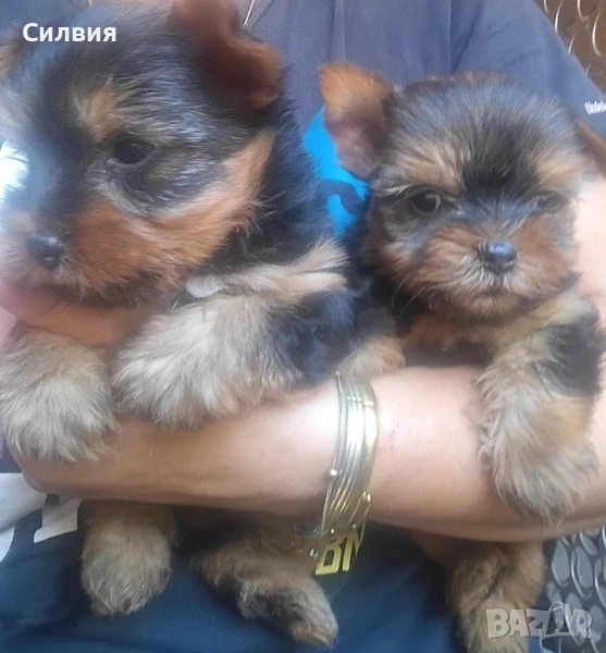 предлагам мини йоркширски териер , снимка 1